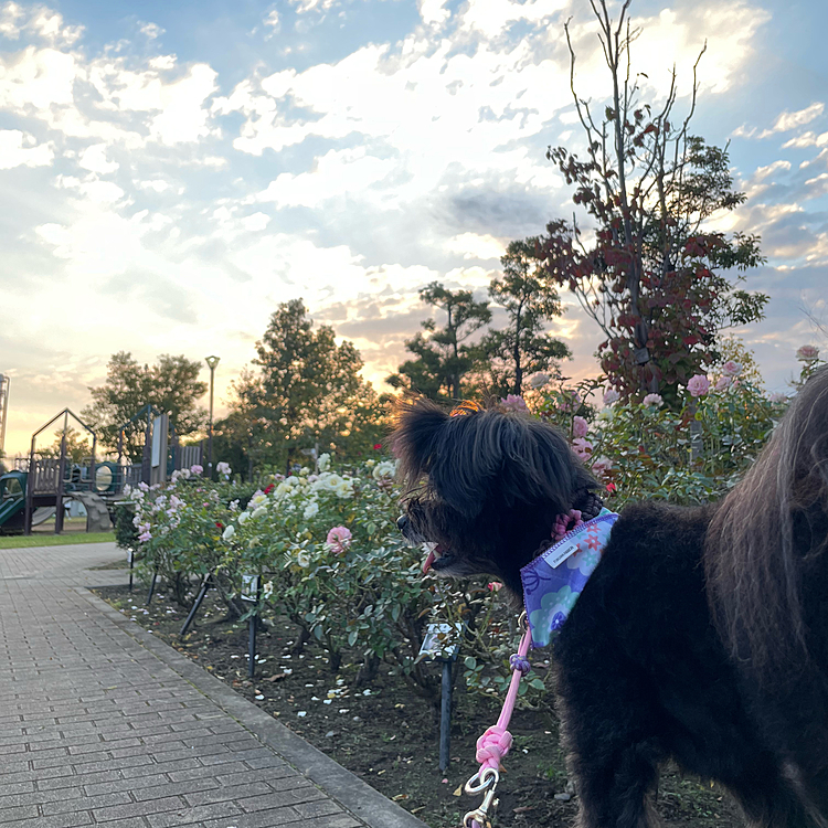 薔薇とハピさん…頑張ってみた。薔薇遠い😅
筋肉痛の飼い主に付き合ってお散歩はのんびり👍だけど1時間くらい行きました〜