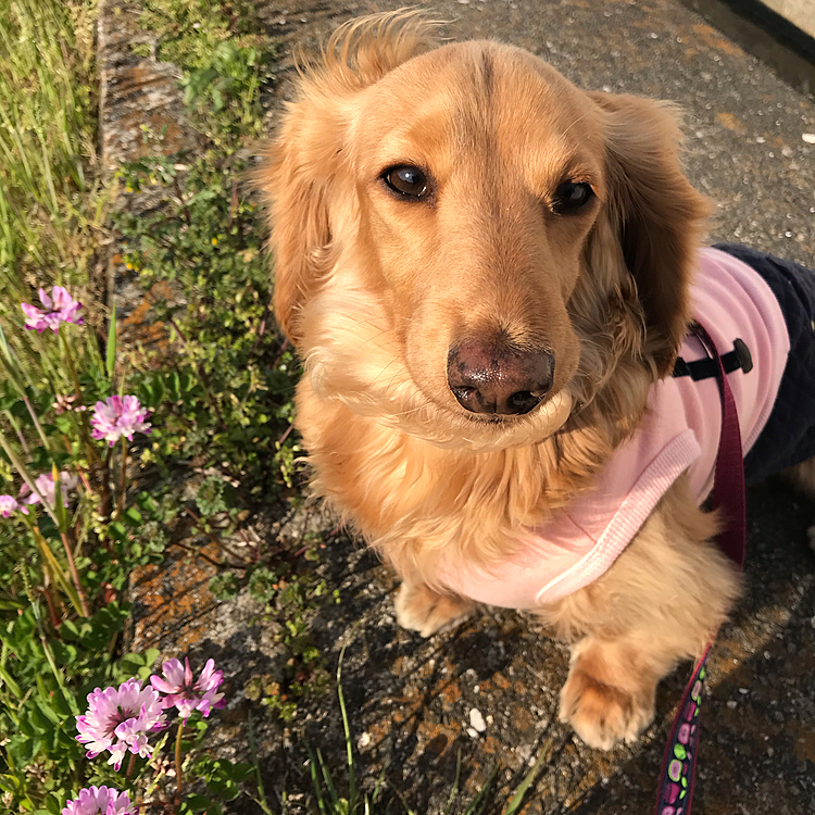 レンゲの花可愛いね