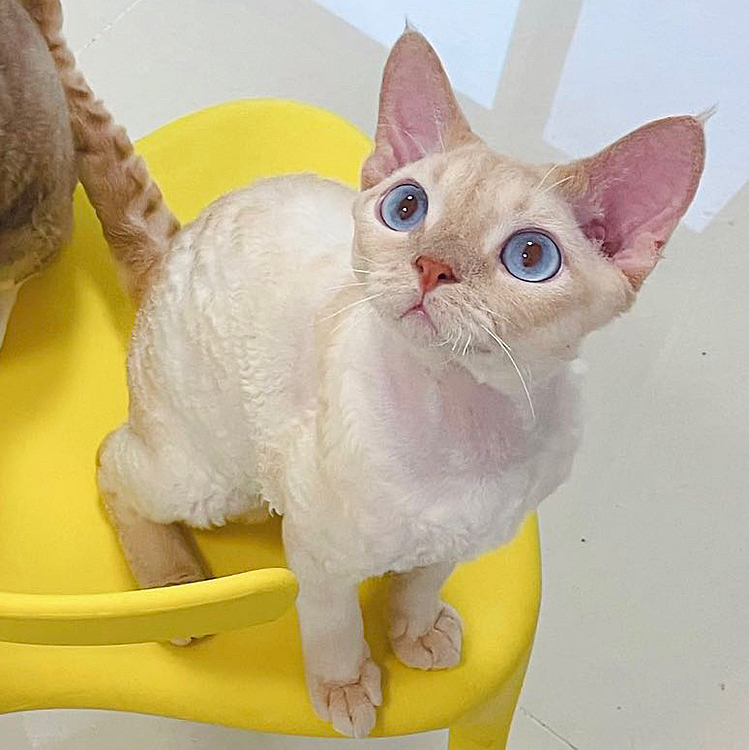 われわれの種公を紹介しよう——赤がアクセントのデヴォンのカール猫
