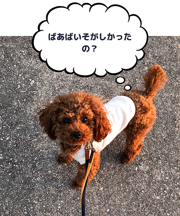 こんばんは🌇
桃地方肌寒い一日でした。🤣
朝からばあば👵の用事で6時間の留守番の桃。👏👏
カメラで様子を見て見ると👀
ケージでずっとネンネ💤💤の桃。
朝散歩行けなかったので
夕散歩に行ってきました。💕