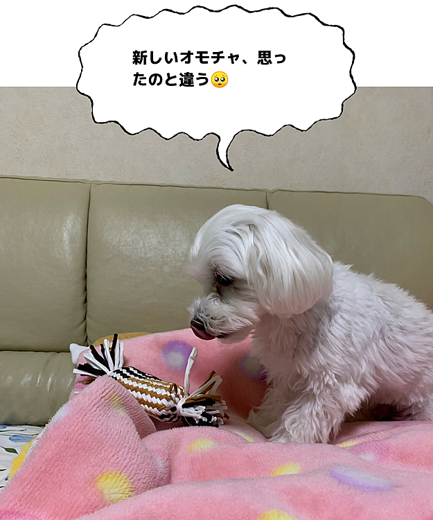 次から次へとオモチャを
ボロボロにしてしまい、
多分いつものオモチャじゃないため
蘭丸さんフリーズしてました（笑）