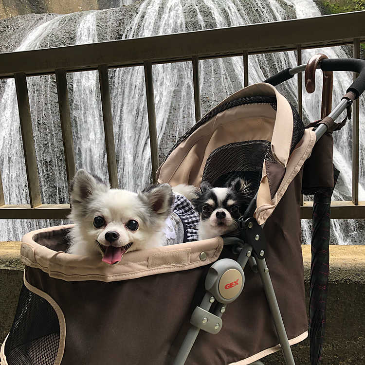 袋田の滝に行ってきました。「まみ」は滝の音に少々ビビリ気味。この後は那須に行って久しぶりのお泊まりです。
