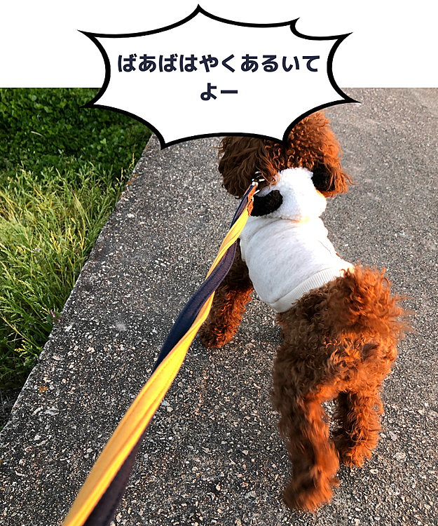 ご飯🍚前のお散歩に早く帰りたいとリードを引っ張っています。