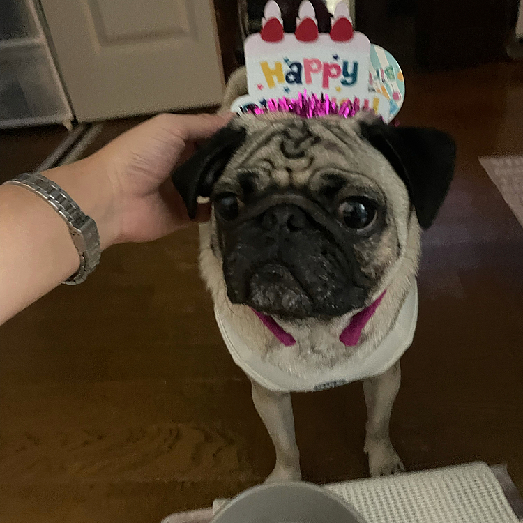 お誕生日おめでとう🎂🎉🎈！miles🐶２th