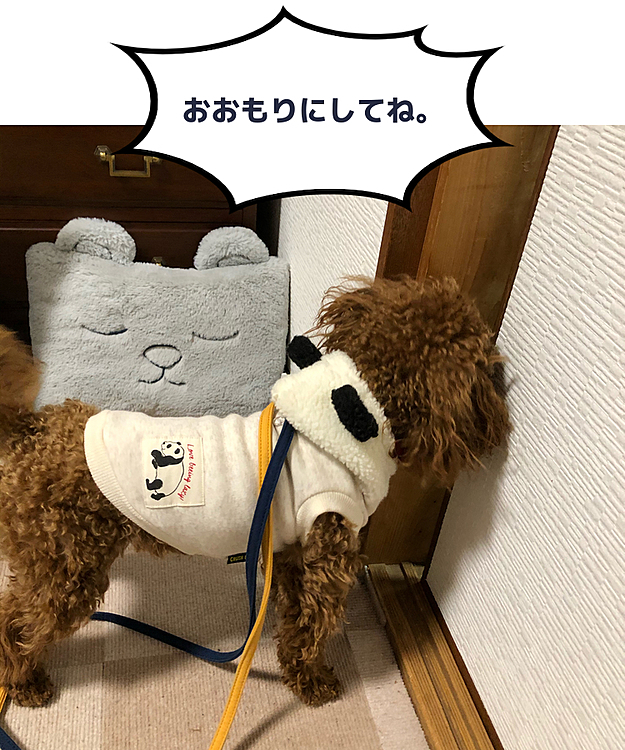 お散歩から帰ると兄ぃにがカリカリフードを計って
くれていました。
ありがとう。👵