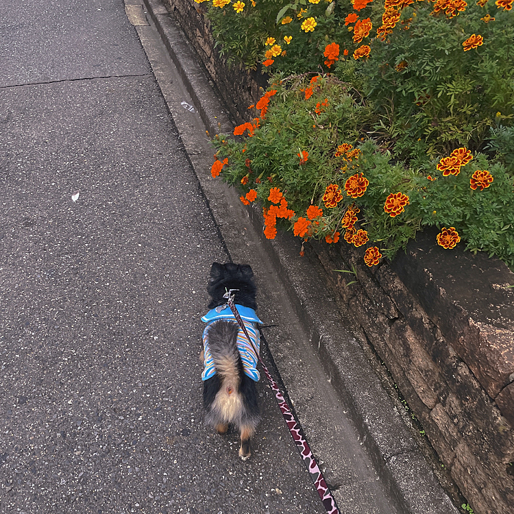 
あったかくて気持ちいいですね😊

先客に猫ちゃん2匹いました🐱🐱

とらくん興味津々で眺めてたけど
相手にされず、、、笑

残念🤣🔆

