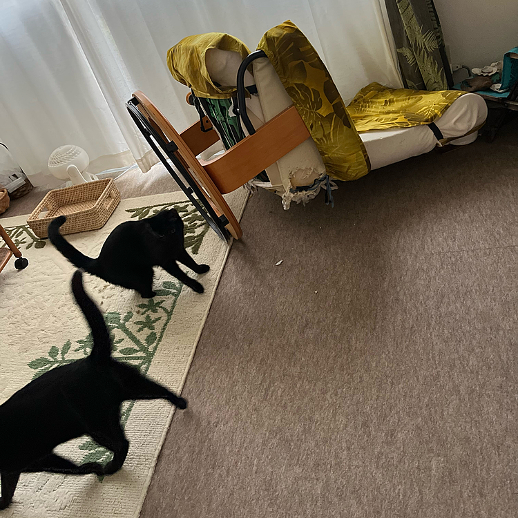 大満足🐈‍⬛💨🐈‍⬛♪💺