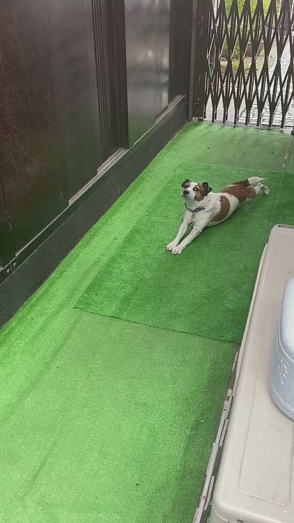 散歩前のストレッチ⁉️