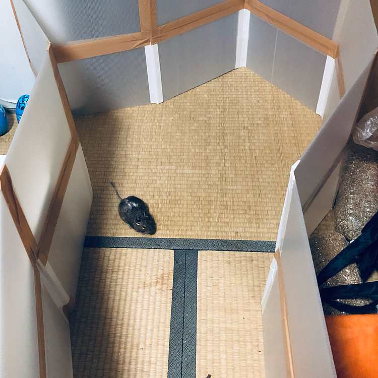 レオくん部屋んぽ用の囲いを作りました。
初めての畳にレオくん興味津々です