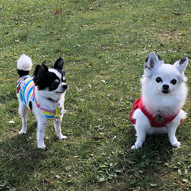 標高1400メートルにあるドッグラン。今まで1番高いドッグランで遊んできました。飼い主は空気が薄くてヒーヒーしてましたが、ワンコたちは元気です。