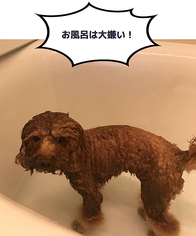 体調も落ち着きトリミングをと思ったのですが、知人のトリマーさんの都合で2週間後にしかお願い出来ない事に😱

明日は友人が来るので仕方なくママシャンプーしました🧴
相変わらず逃げ回るのでママの身体には引っ掻き傷だらけ😅

ドライヤーは洗面台にバスタオル敷いて乾かしますが、割と大人しくしていました👍
…と言うよりこの状況では暴れる事も出来ず観念しているだけかな😆