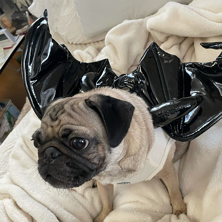 ハロウィン🎃🧟‍♀️👻先取りmiles🐶💚！