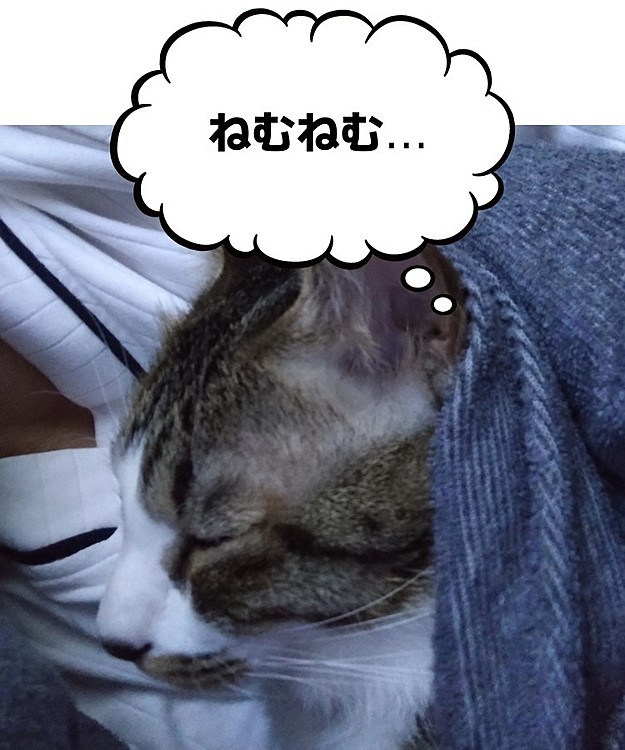 今朝は冷え込みましたね❄️
寒かったのか布団に潜り込んでママの腕枕でおやすみ中💤
いい季節になってきた😆