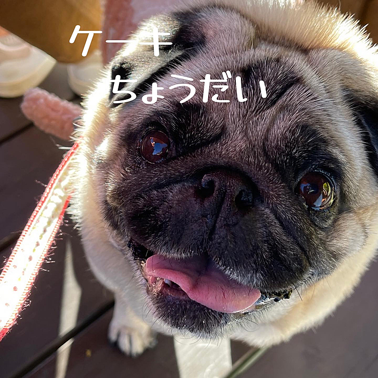 いいお天気につられて、紅葉狩りに日光中禅寺湖へ行ってきました🚗
中禅寺湖畔の『鹿の子』さんのテラスでコーヒータイム☕️