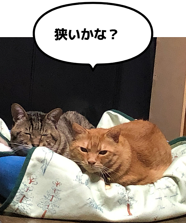 Max&Kittyの投稿