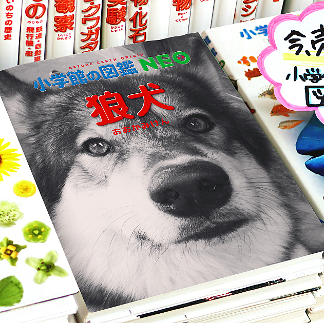 ちょっと前に流行りましたね🤣

#wolf #hybridwolf #wolfdog #nana #小学館の図鑑
