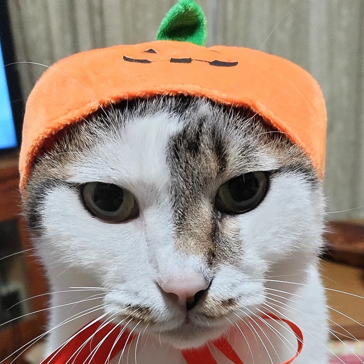 まだ早いけどハロウィン🎃コス