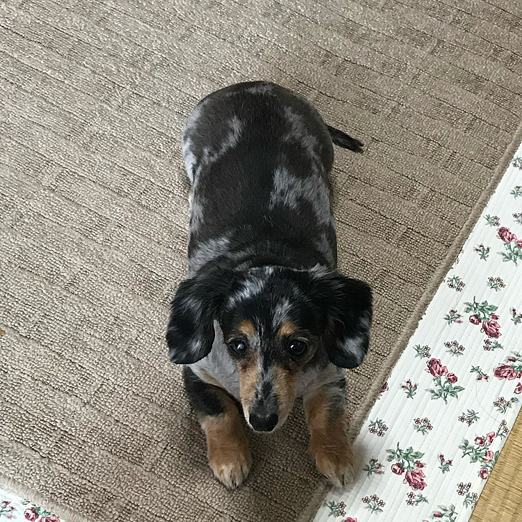 横顔も大好き！美人！私が犬世界にいたら惚れてる( ´･ω･`)💓るるにしつこく付きまとってるんだろうなあ（笑）