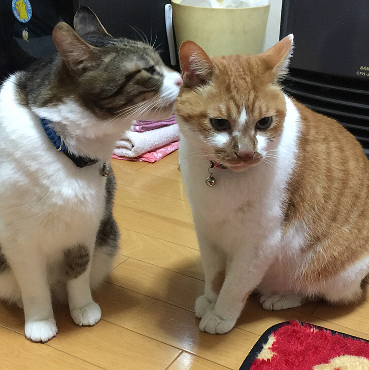き〜ちゃん‼️まりもに何内緒話してるの❓