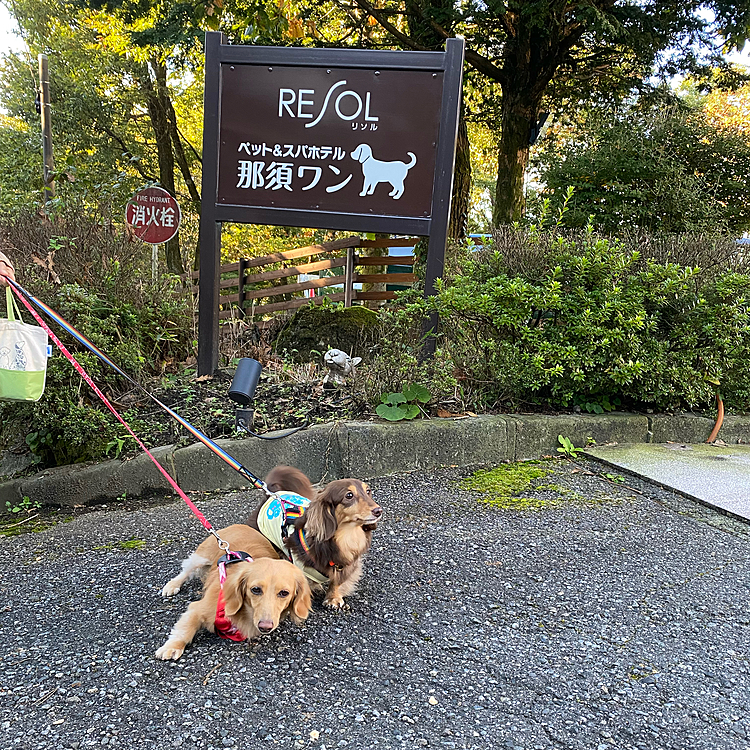 那須旅行に友達ワンコと行ってきました！