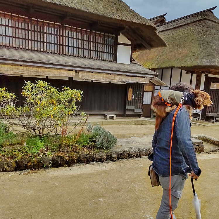 肩乗り犬が結構注目を浴びました😅