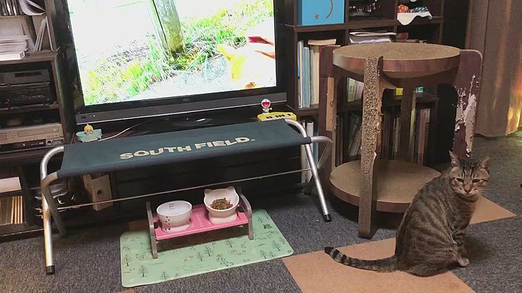 TVの猫の声に反応するきーちゃん