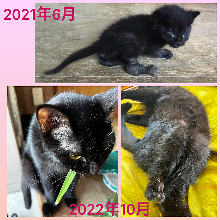 昨年6月に保護したソックスちゃん🐈‍⬛
ボロボロで200ｇしかなく、後ろ足先がカピカピに乾涸びて…洗った時に糸が出てきて🪡「これに繋がれていた😭⁉️、糸が切れて動くようになってほかった🗑⁉️😭」でも、人を怖がらずとてもマイペースにフレンドリーなソックスちゃん、先住猫のハラミちゃん🐈‍⬛が親身に育ててくれたので、とても元気に駆けずり回れて居ます🐈‍⬛🐈‍⬛💨💨
2枚目はリクライニングチェアを遊んでて倒してご満悦な2匹です🐈‍⬛🐈‍⬛💨💨🤣