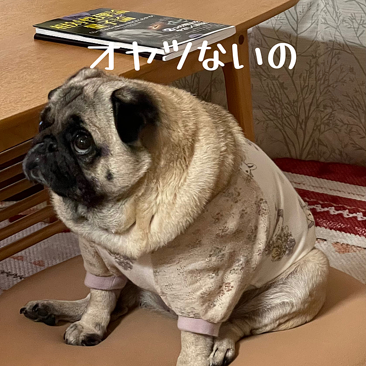 帰ってからはオヤツを食べてダラダラしてます
