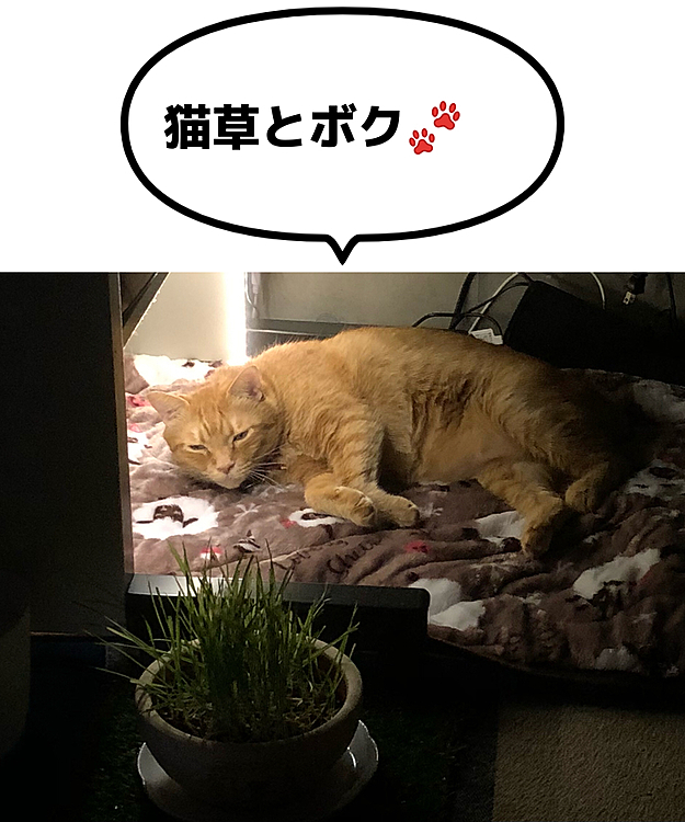 ねむねむまーちゃん💤