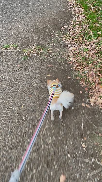 元気に歩いていたのに止まって視線の先にはパピオンちゃん2匹🐶🐶発見❗️気にせずまた元気に歩いていました😊
家まで10mくらいの所でいつも可愛がってくれる方と立ち話😅寒かったかなぁ🥶
帰ったらおやつを食べてまたくつろいでいます😊