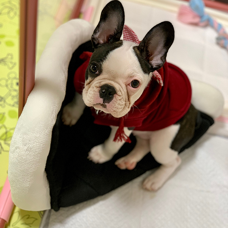 足が可愛い😍

ちゃんとお留守番しててね！😃


