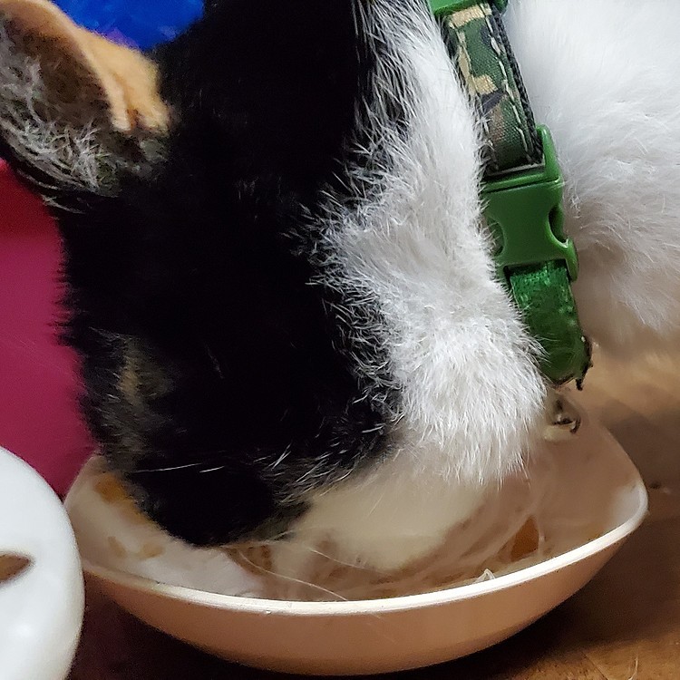 刺身食べれないから、つまをやけ食いするオバハン😽