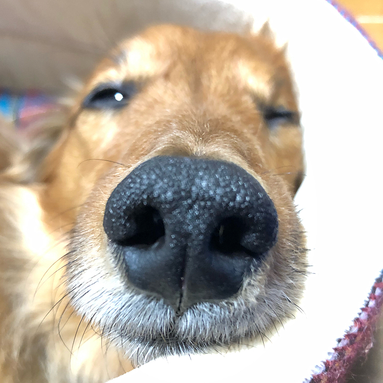 お試し投稿します🤔「PETSMILE」と比較してどっちが使いやすいかな❓もしかしたら移籍してくるかもしれないので､その時にはよろしくお願いします🙏