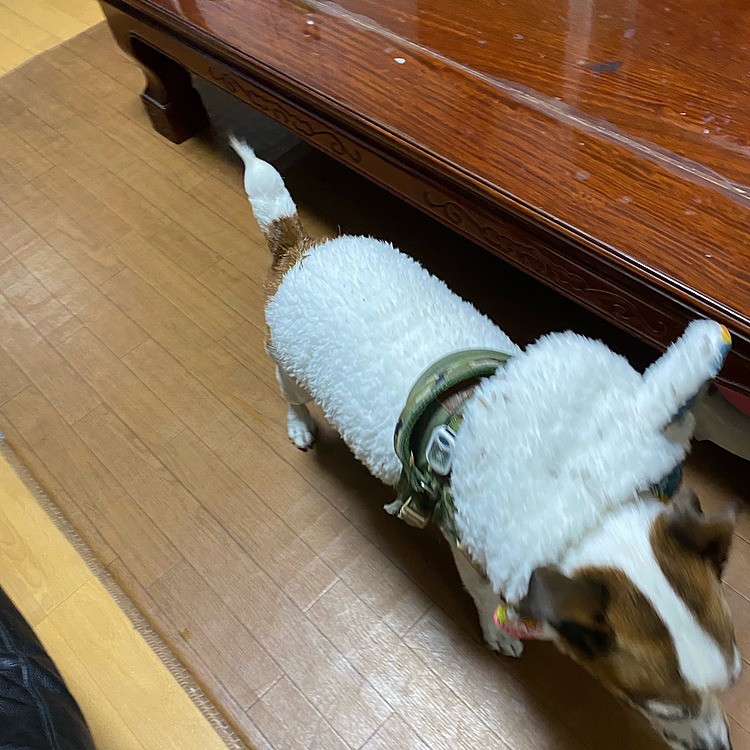 散歩から帰って来たら、チクチクがいっぱい‼️