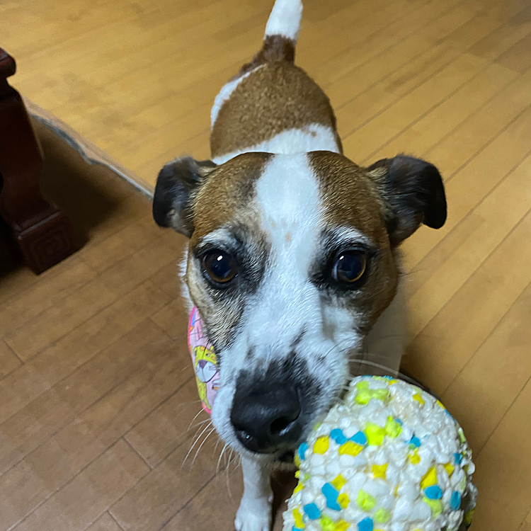 家に帰ればお決まりのボール遊び、私に引っ張らせて！