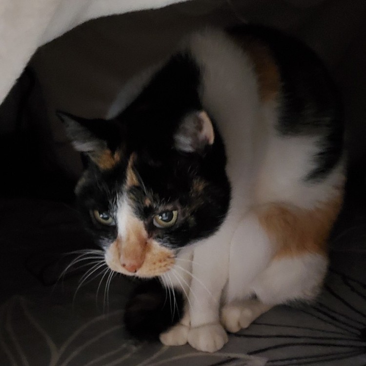 おこたが
あったかくニャいよ🙀