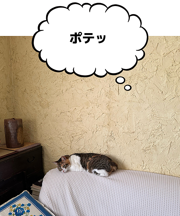 猫が落ちていた