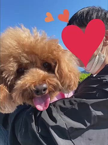 何よりハッピーの楽しそうな笑顔が見れて幸せ💗
パパさんの膝の上がいつでも笑顔です♪