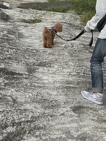 こんな場所もスイスイ登ります🐶