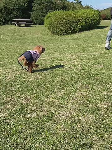 動画だとご機嫌な感じや綺麗な景色が伝わるかな🐾