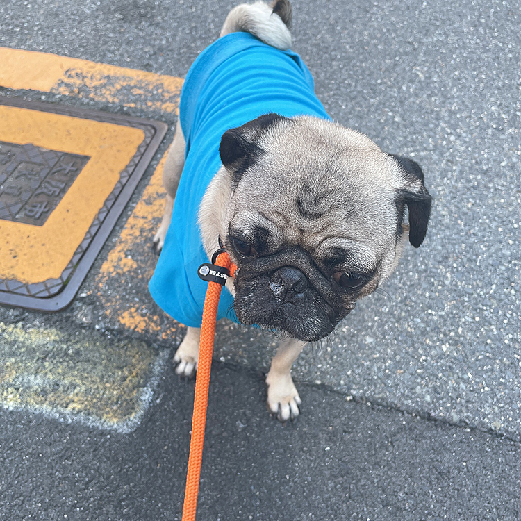 いい天気✨🐶💚
お散歩🚶‍♀️🐾