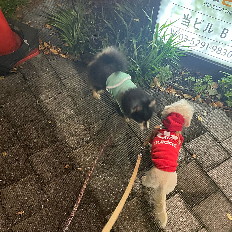 オトモダチと一緒にお散歩へ行きました🐯🐶

仲良しのポカリちゃん🎶

とらくんは大好きですが
犬見知りのポカリちゃんはタジタジ😂💦

うちにも何度かお泊まりした事あるのになぁ、、、慣れないみたいです💦

