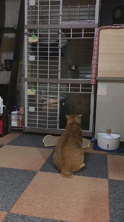 まーちゃんがご飯を食べ始めると、また順番待ちをするきーちゃん