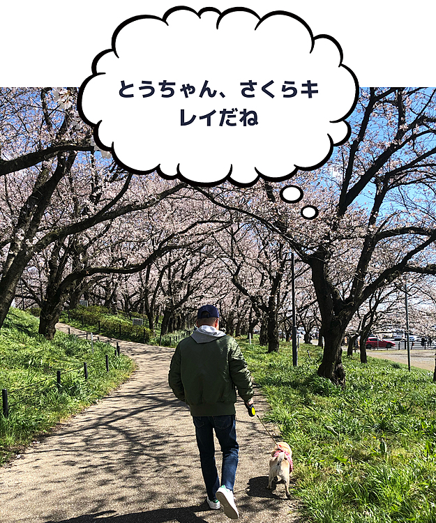 お花見行ってきました🌸
パグやコーギー🐶たくさんのワンちゃんご挨拶しました😊