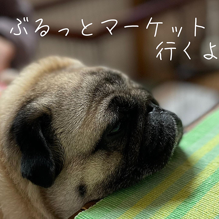 明日は有給とって、ぶるっとマーケット行ってきます🐽
ペチャ犬いっぱい会えるかな😊