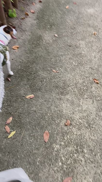 公園に行ったら、おはこ市なるものしていて、駐車場は、北側も南側も満車😅
タイガー🐯のお尻のハート♥️🤣🤣🤣