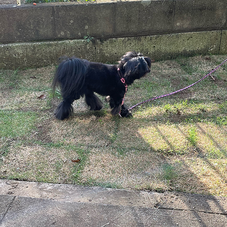 実家のお庭ドッグラン計画❓
芝生始めました👍
まだ半分くらいです。