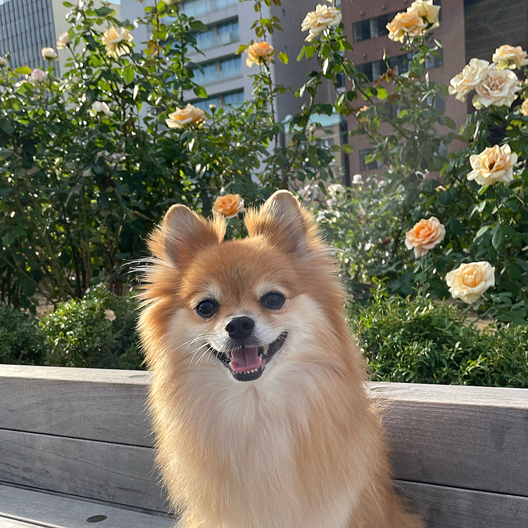 凛のぶらり京さんぽ♪ 番外編。
大阪の中之島公園へやってきました😊
今回の目的は、バラ園や中央公会堂で、毎回お願いしているプロカメラマンさんに撮影してもらうこと。
憧れの飛行犬撮影もして頂きました♪
出来上がりが楽しみです😊