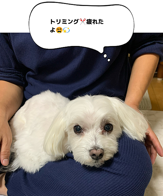 今日はトリミングでした。
いつもの担当のトリマーではなく
顔がとんがってる蘭丸さん（笑）
お疲れ様でした、可愛くなったね♡