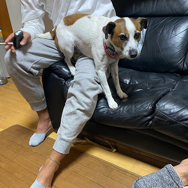 今日は、二男が来て、懐き方が、変⁉️
